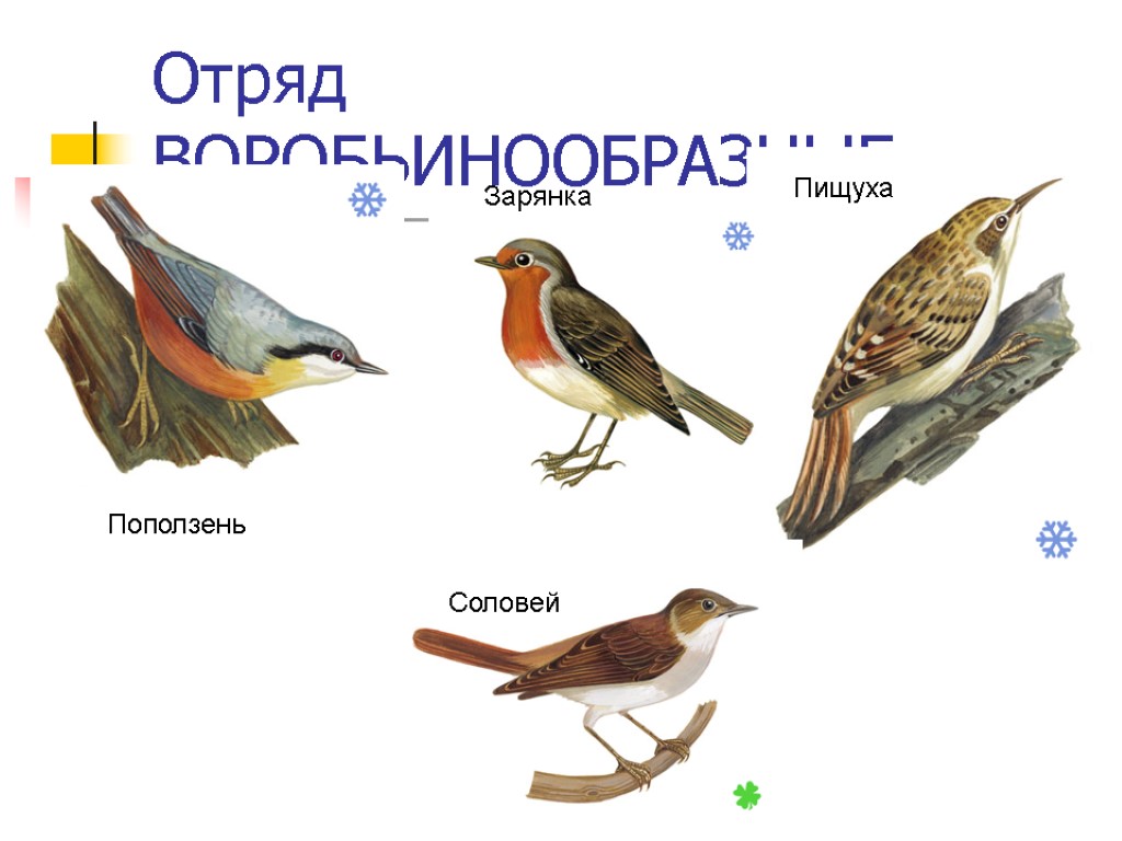 Отряд ВОРОБЬИНООБРАЗНЫЕ Поползень Пищуха Зарянка Соловей